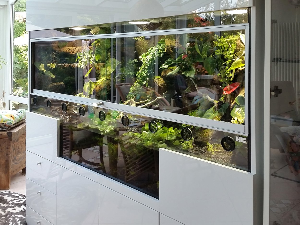 Полидариум аквариумный