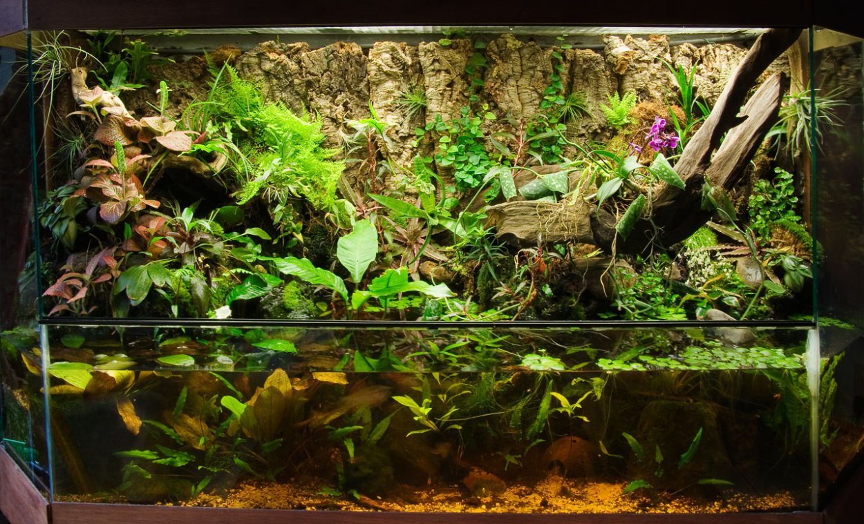 Палюдариум тропики