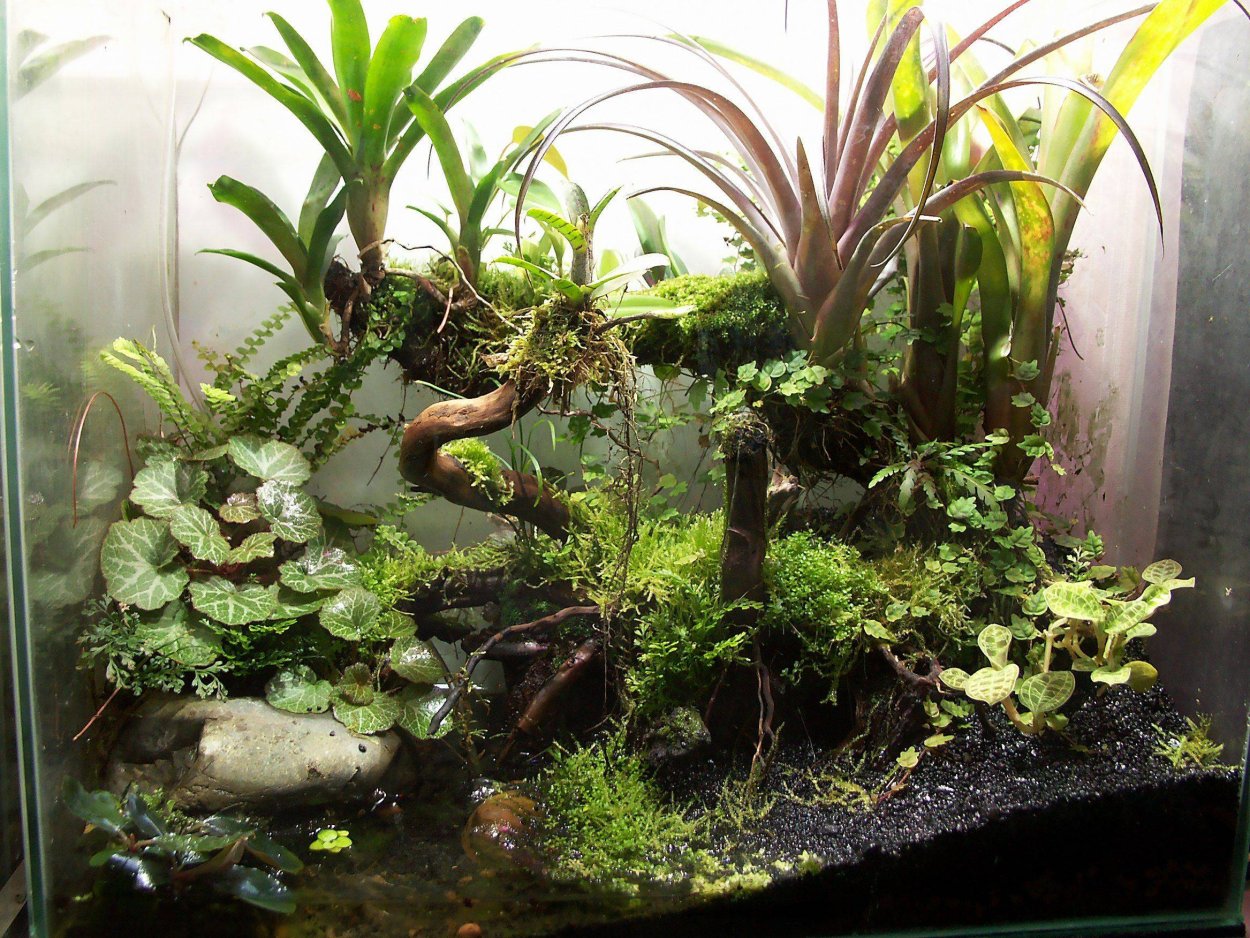 Палюдариум террариум флорариум