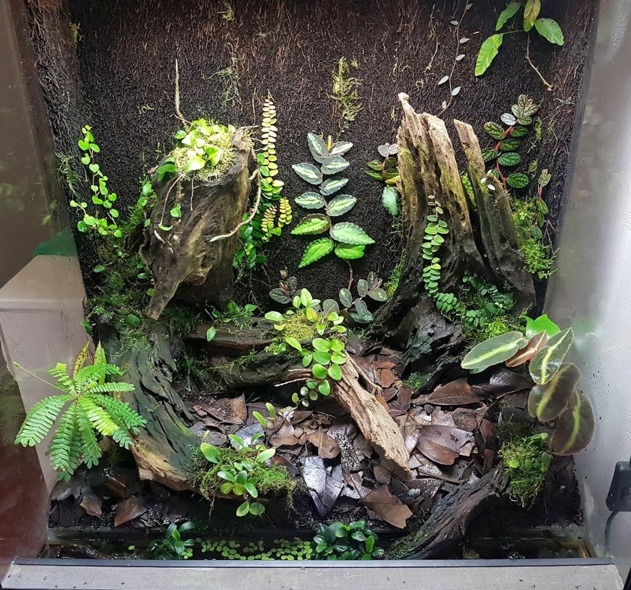 Виварий для растений