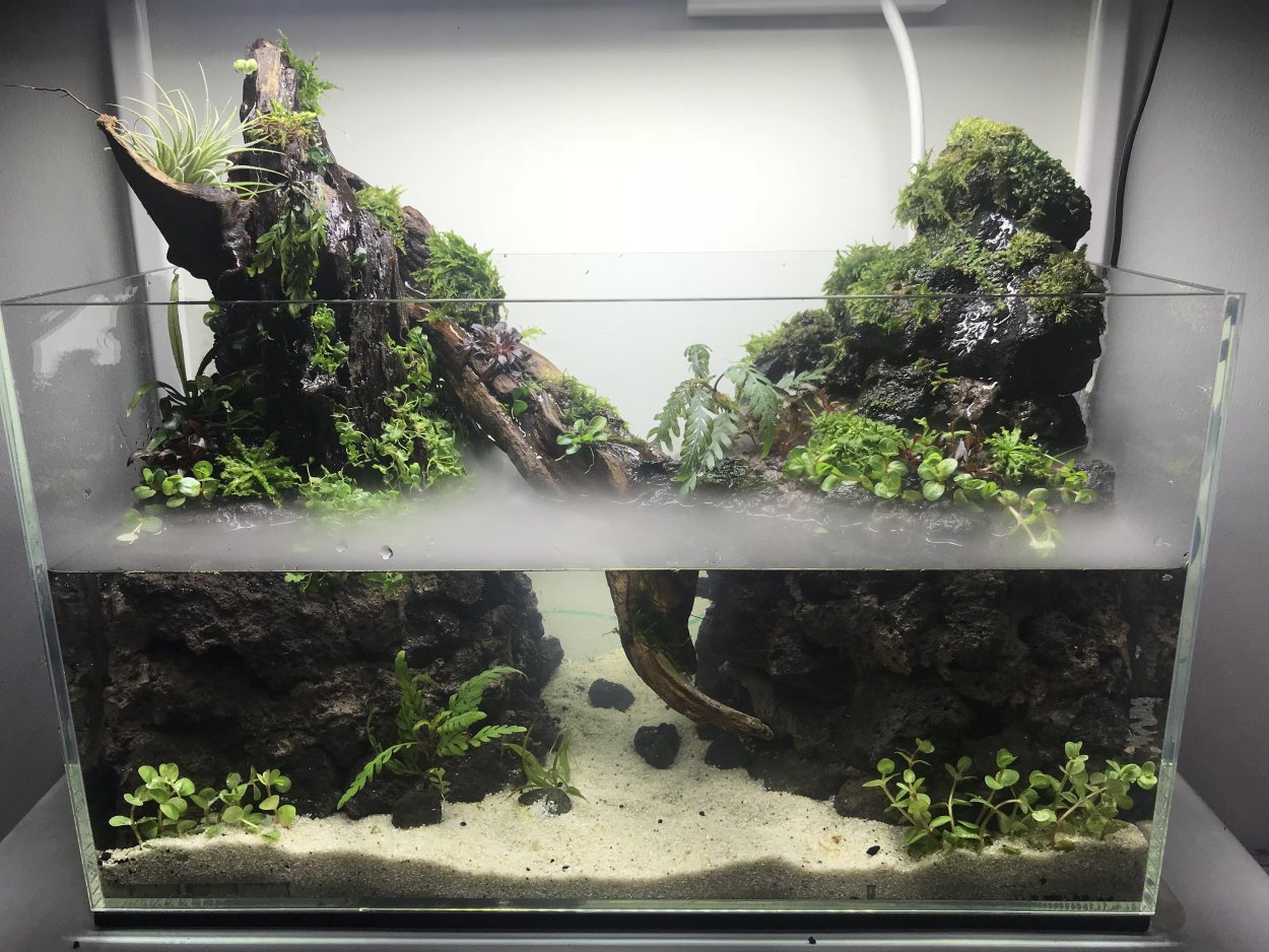 Палюдариум легендарный