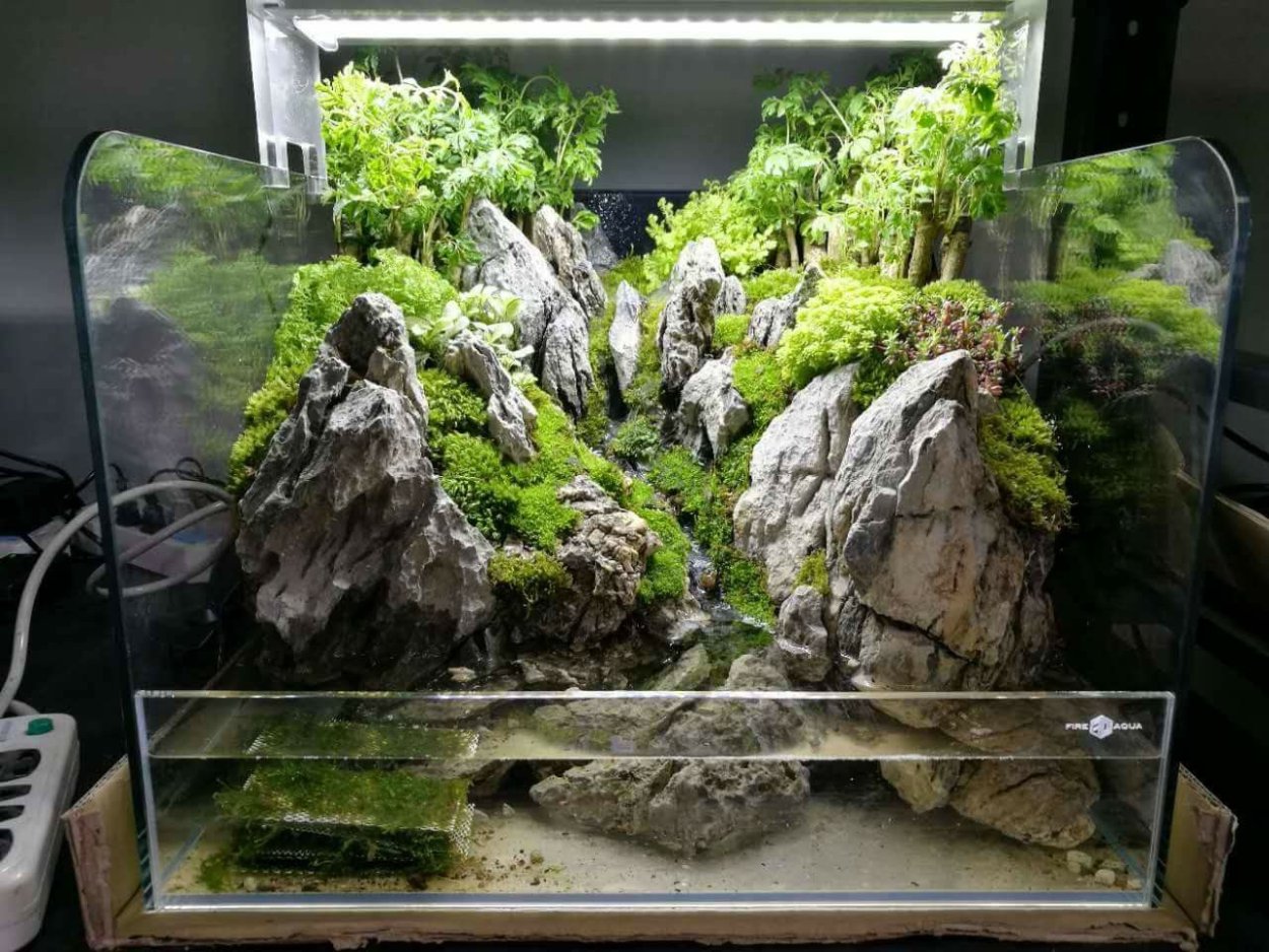 Палюдариум акваскейп