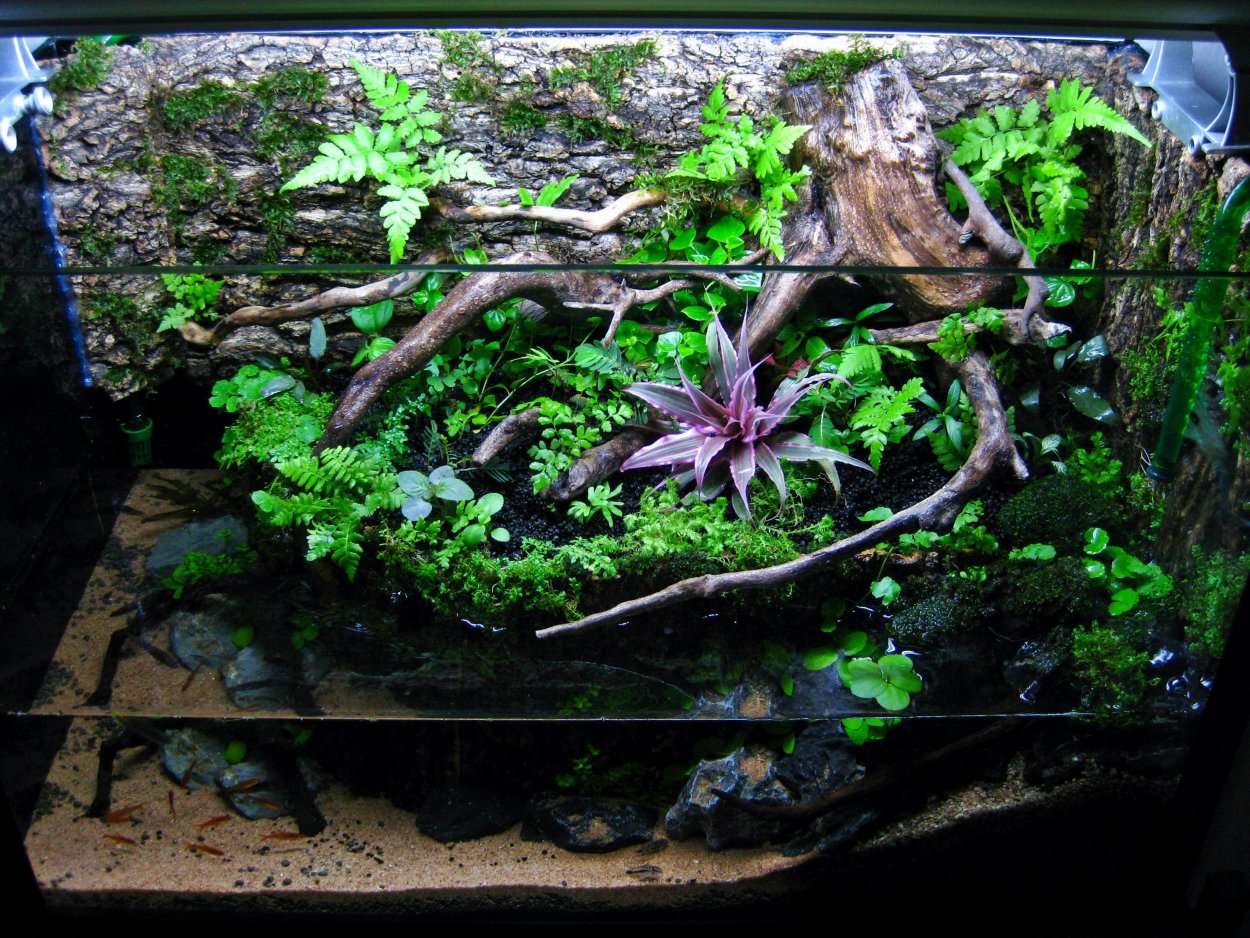 Папоротник палюдариум