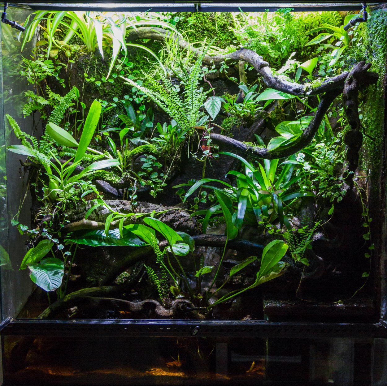 Палюдариум биотоп тропики