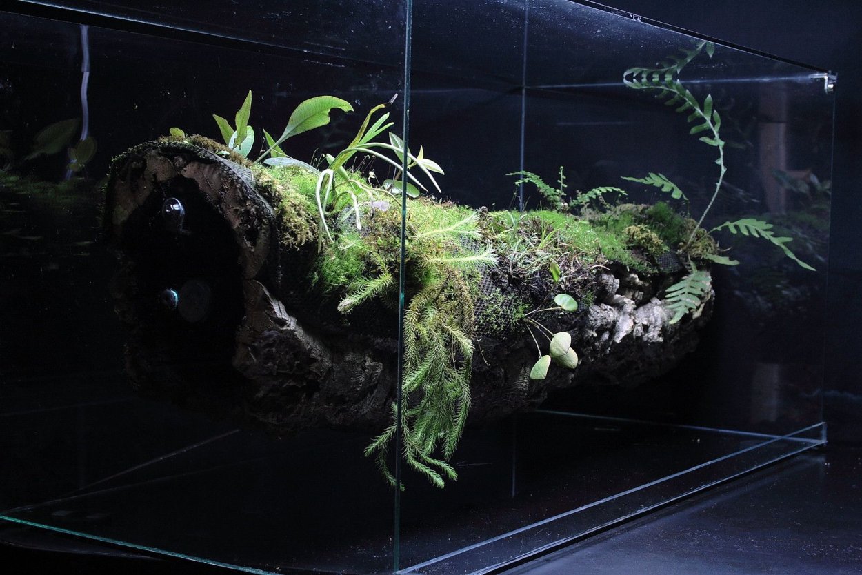 Палюдариум змееголов