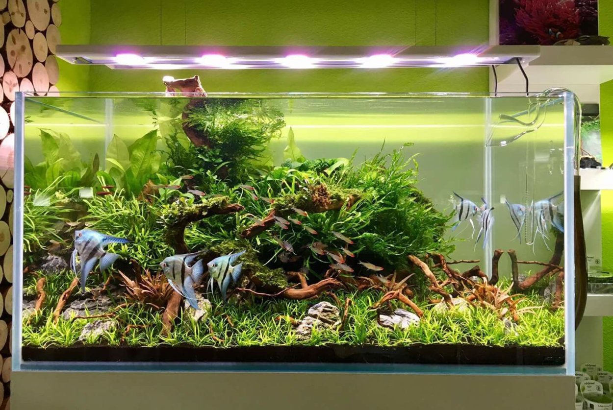 Акваскейп со скаляриями