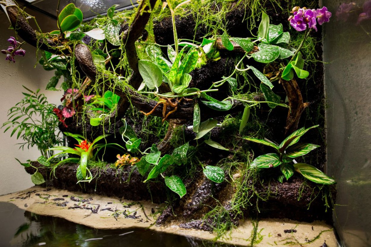 Палюдариум с орхидеями