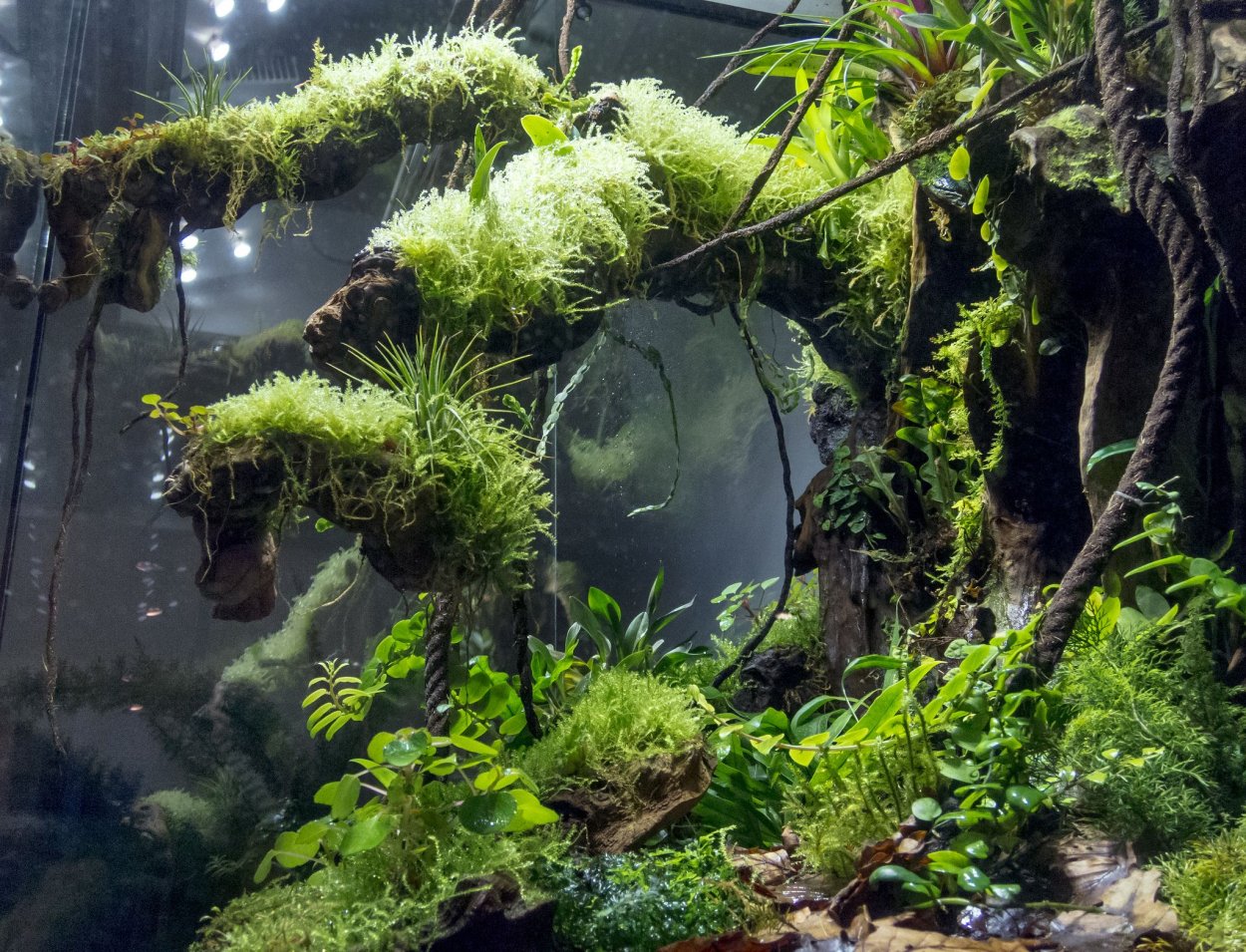 Палюдариум Эпифиты