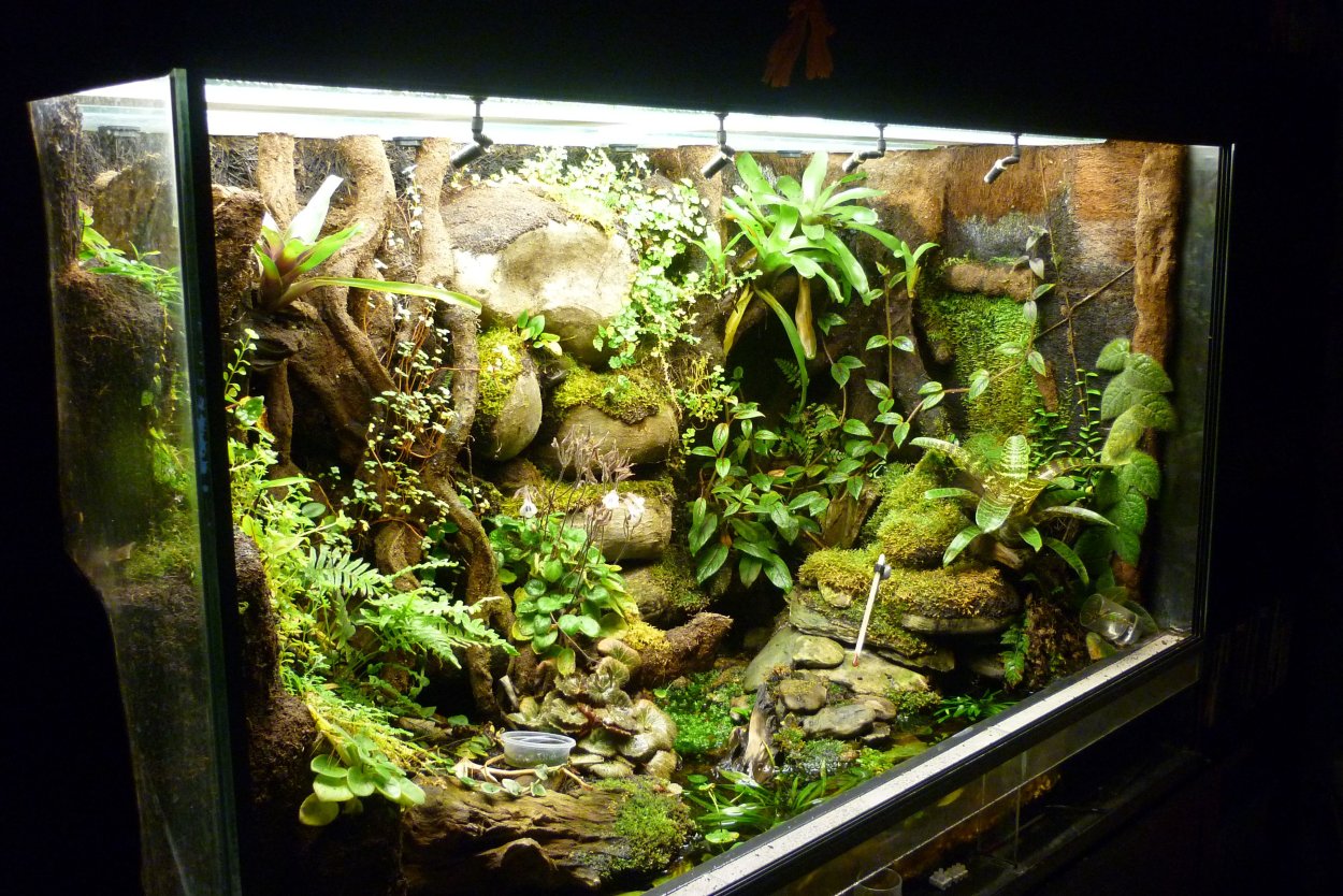 Террариум для Богомолов