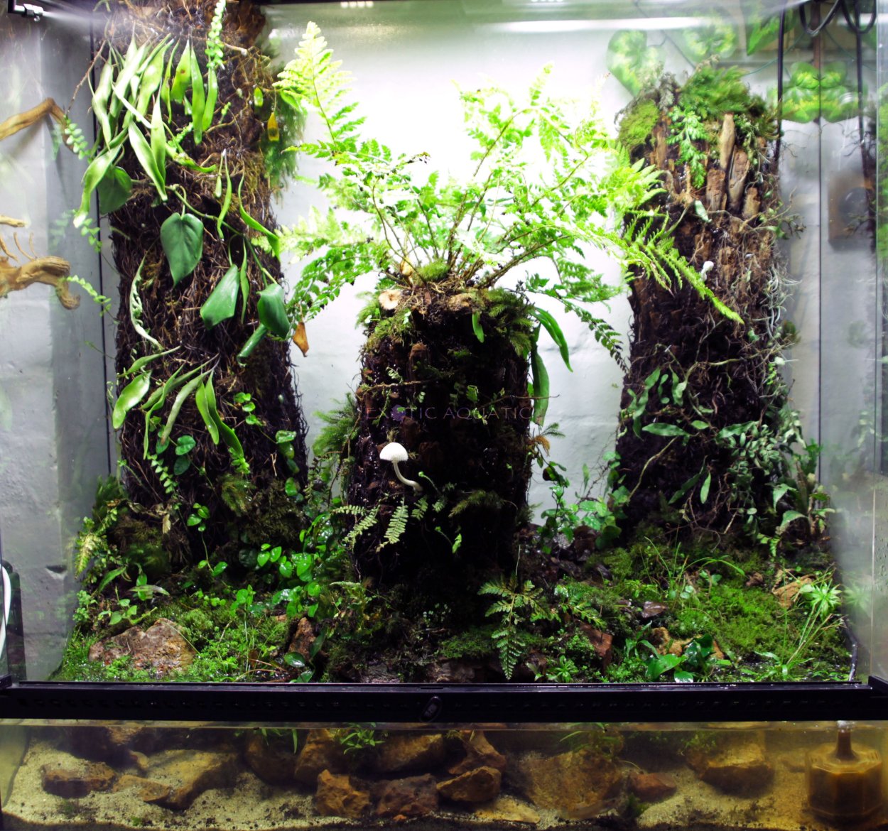 Палюдариум тропики