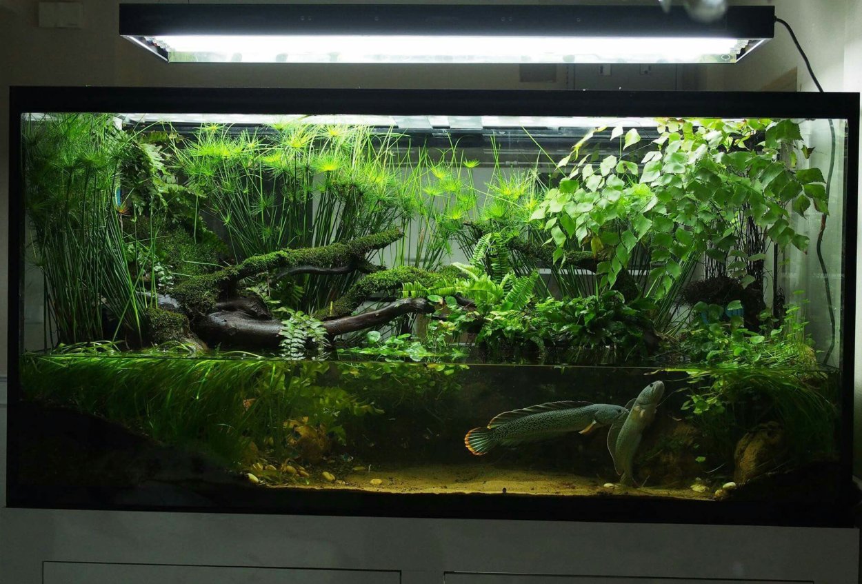 Палюдариум биотоп тропики