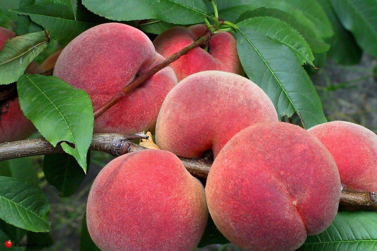 Персик Донской морозоустойчивый
