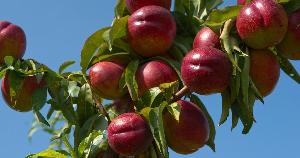 Нектарин дерево