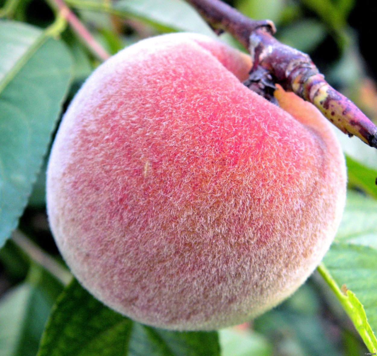 Персик Мао ТХА ор