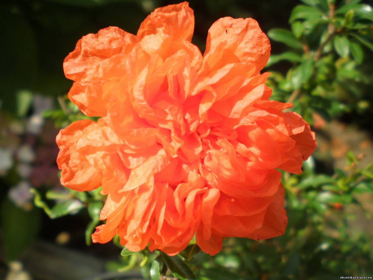 Гранатник махровый красный