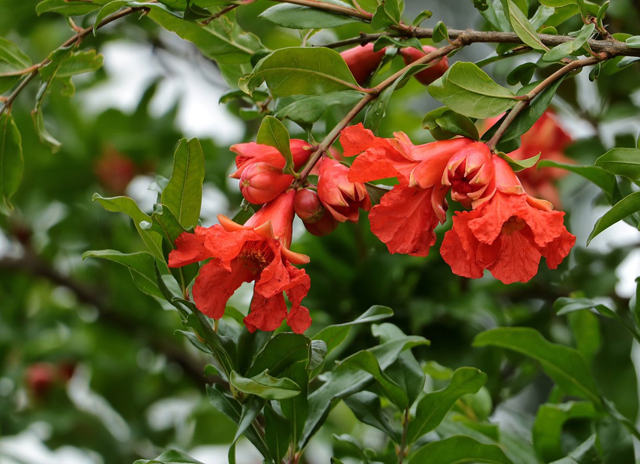 Гранат обыкновенный цветение