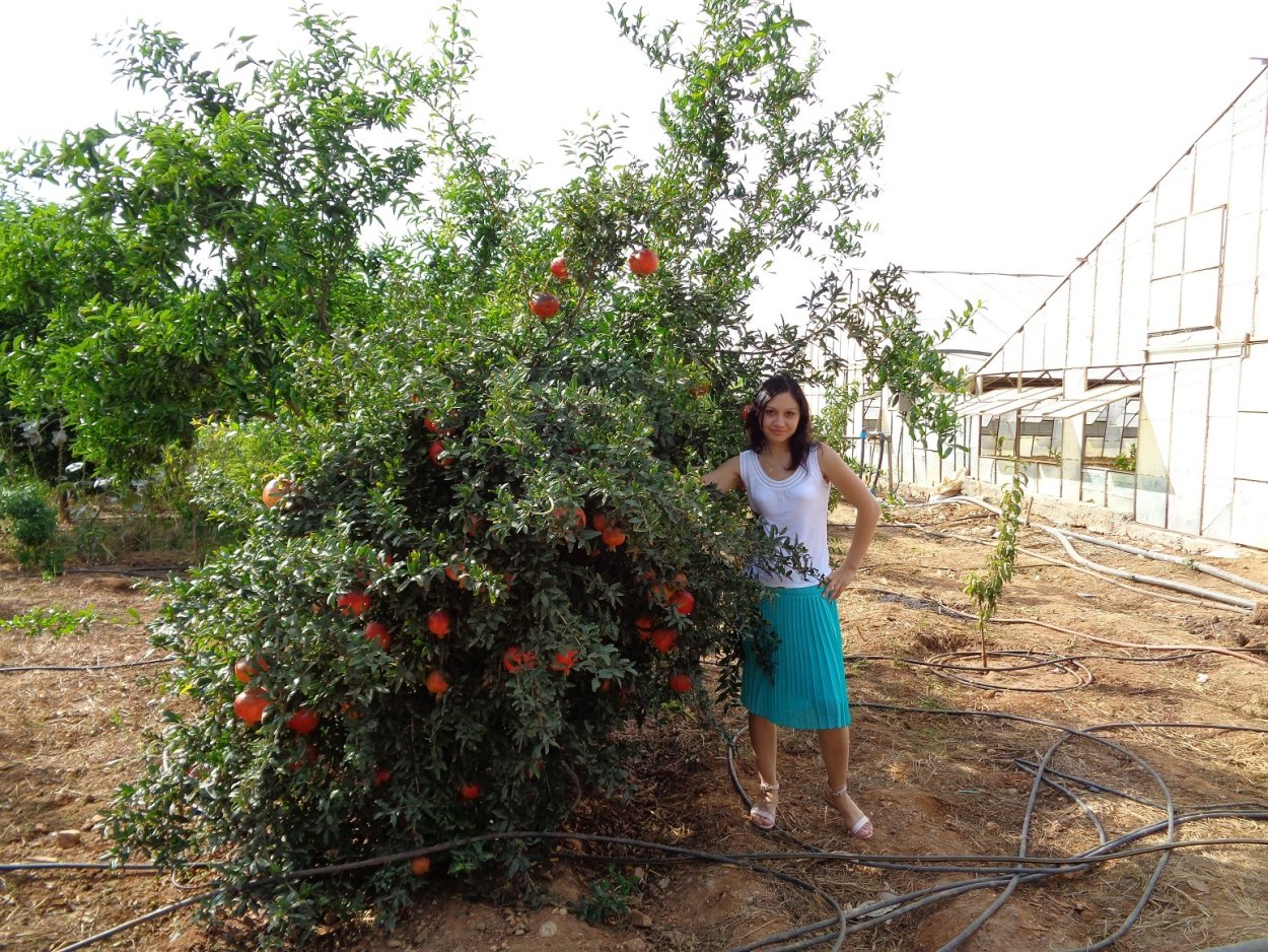 Гранат садовый кустовой