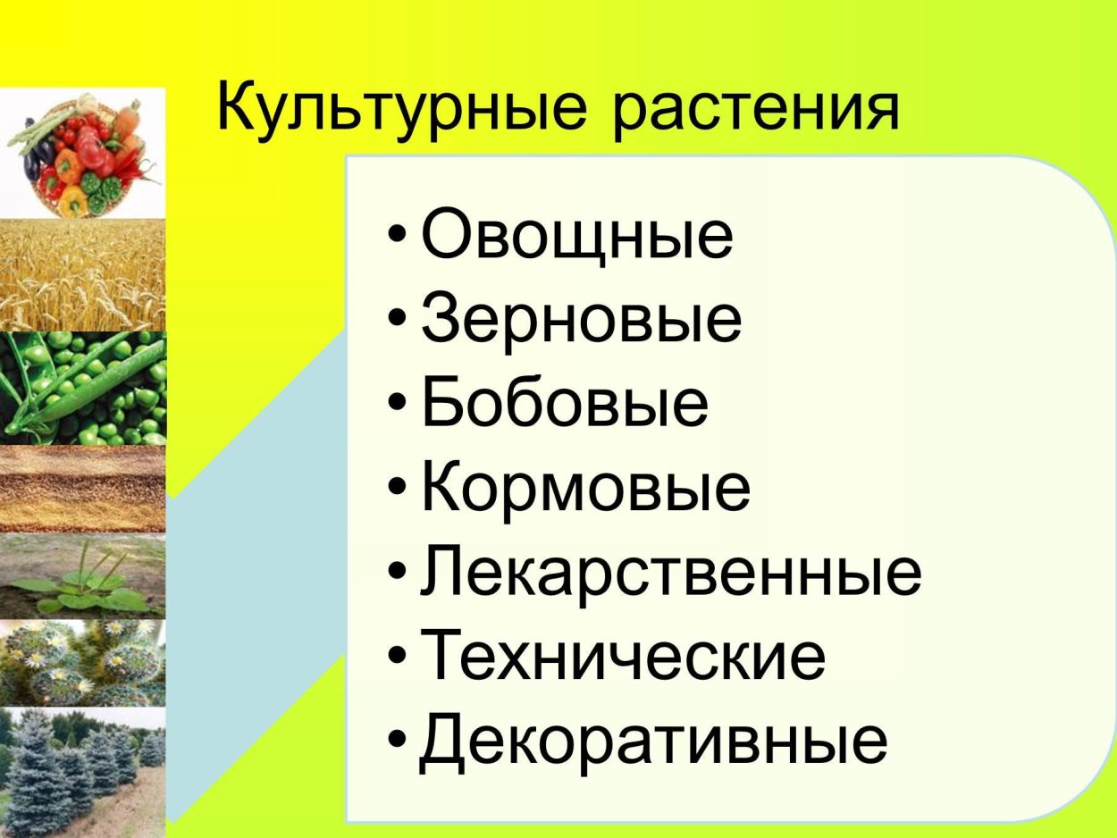 Культурные растения
