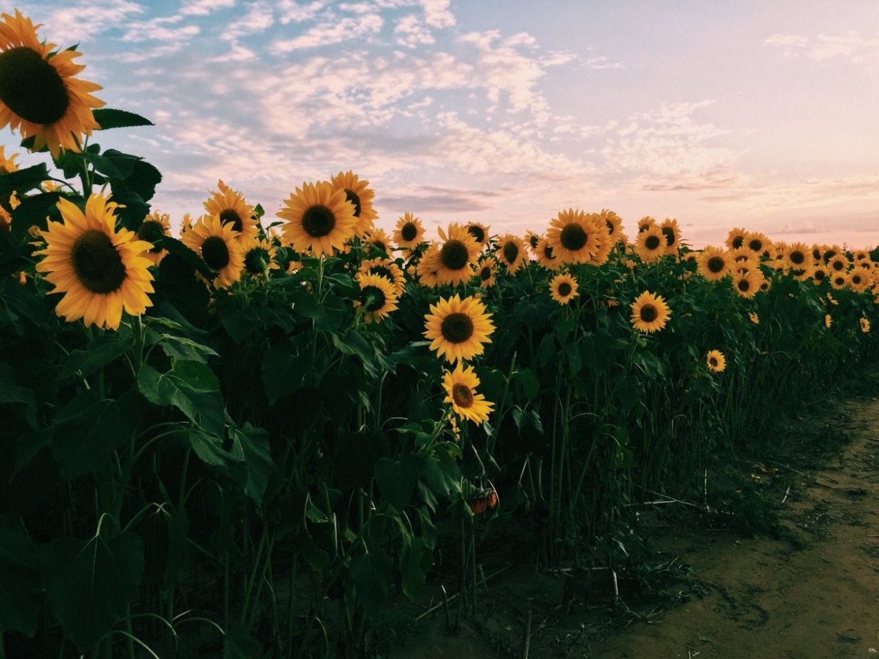 Поле с подсолнухами Эстетика