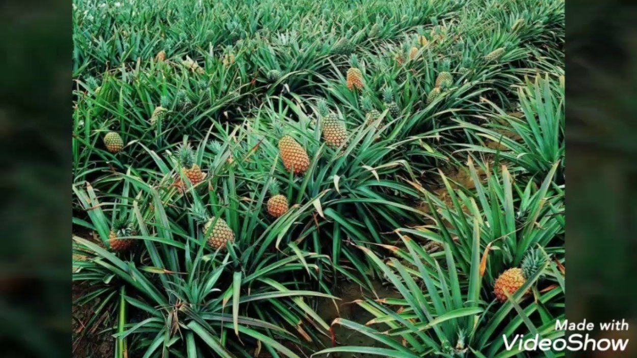 Коста Рика плантации ананасов