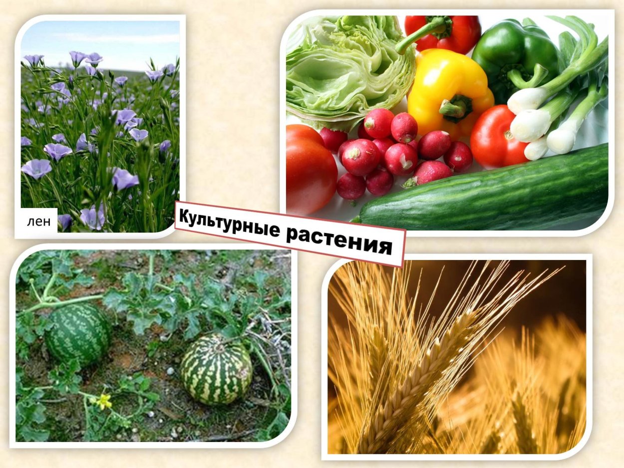 Культурные культурные растения