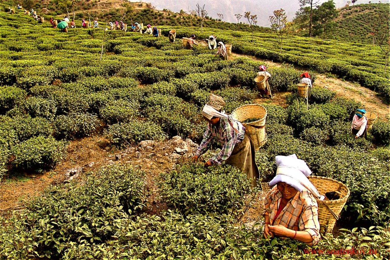 Древняя Индия чайные плантации
