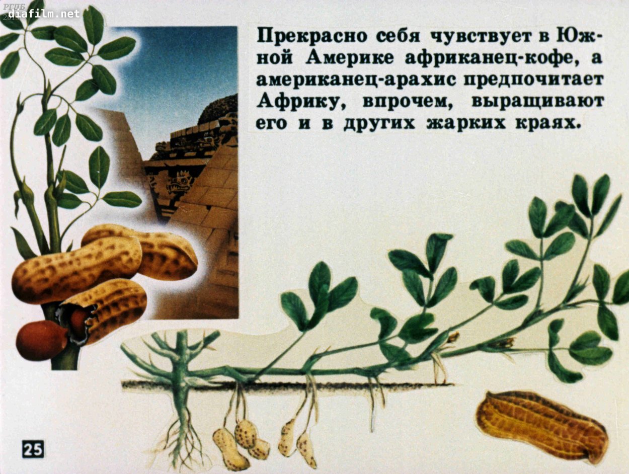 Самое древнее культурное растение