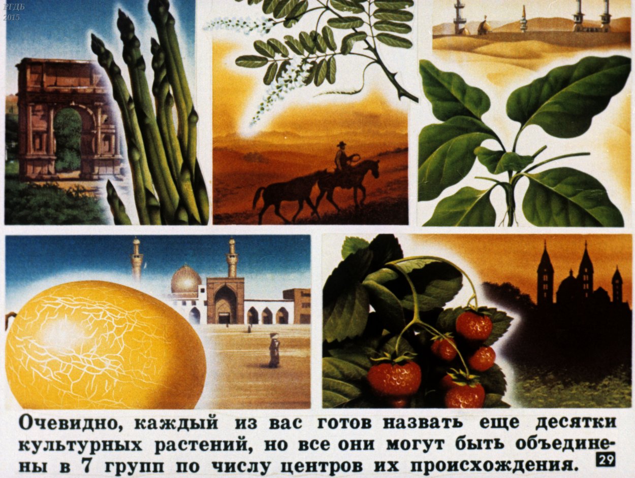 Культурные растения материков