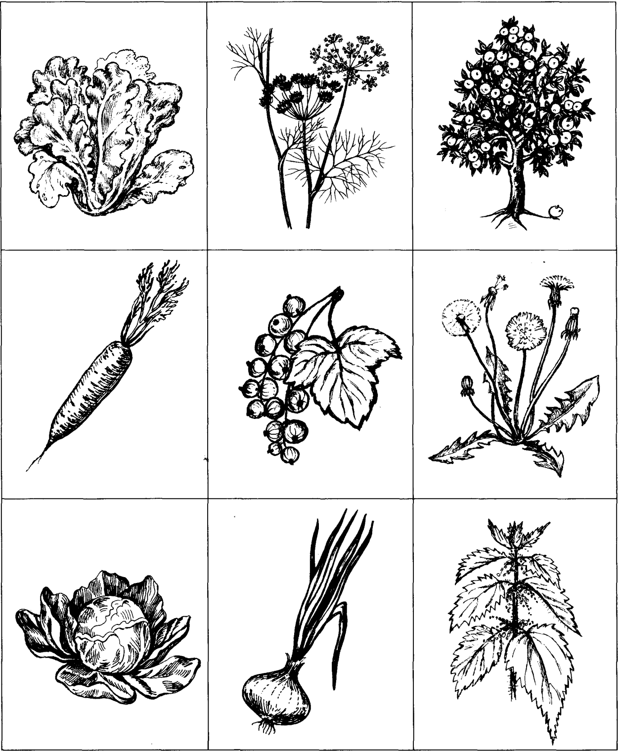 Однолетние и двулетние растения