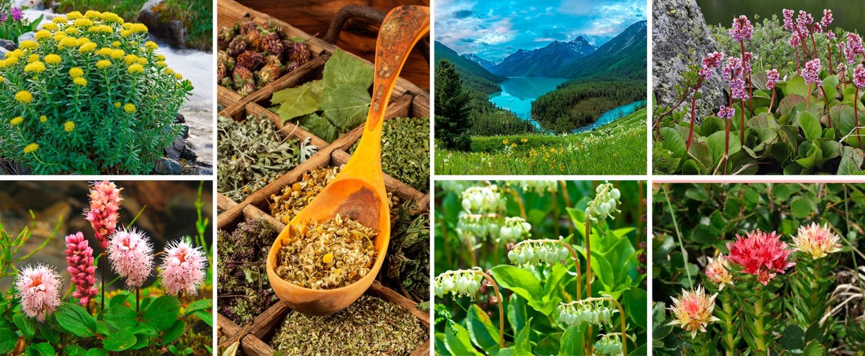 Лечебные травы Алтайского края
