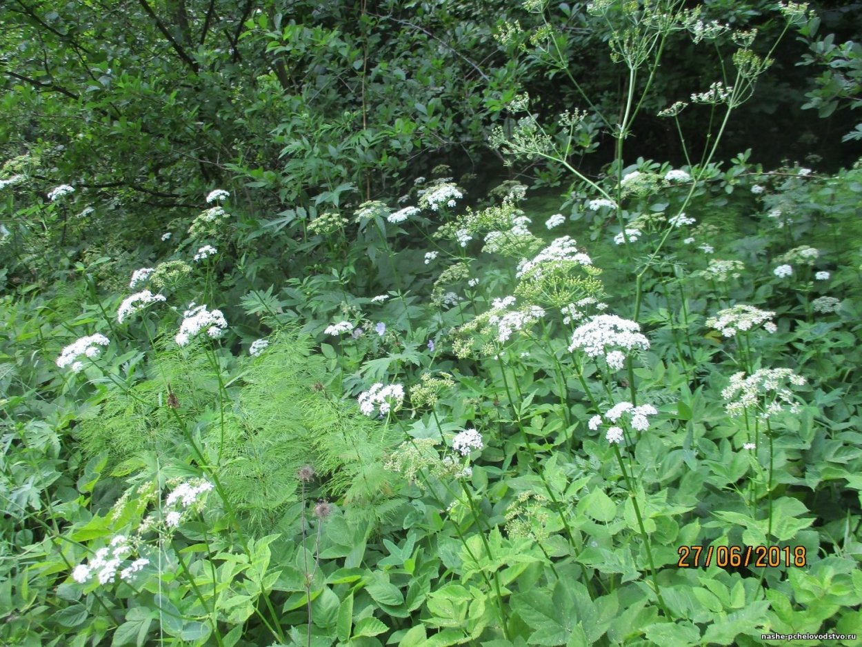 Сныть растение пиканы