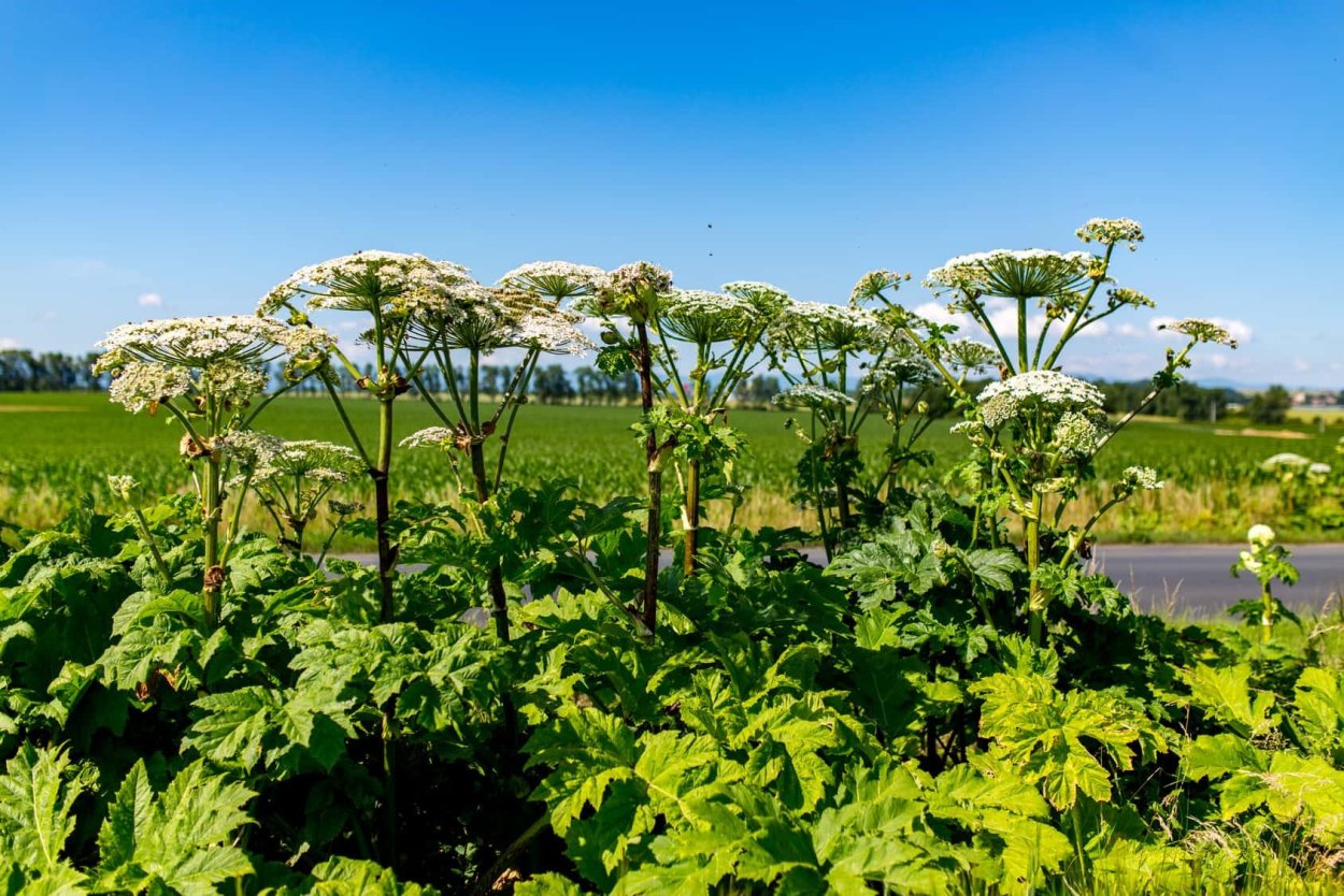 Растение борщевик Сосновского