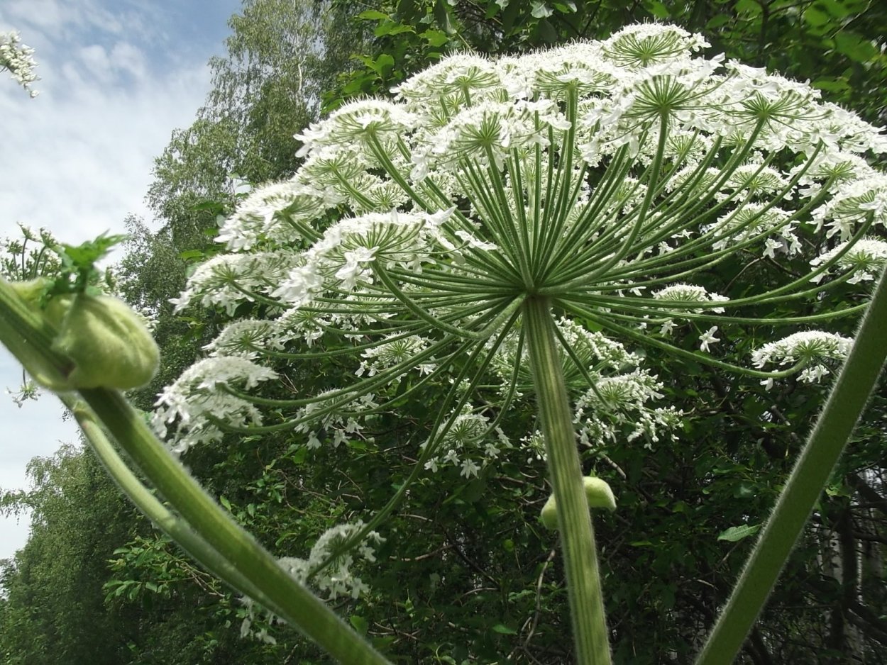 Борщевик Сибирский пучка