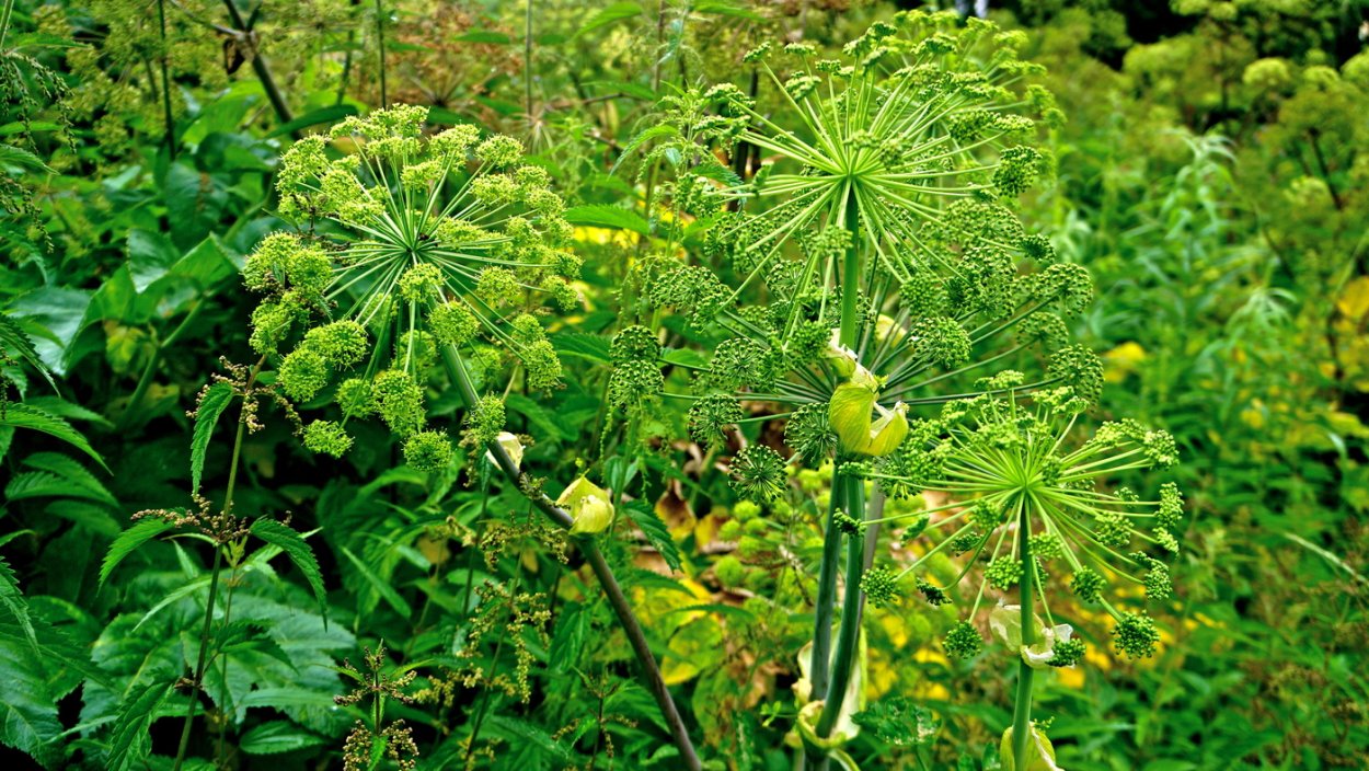 Сорняк борщевик