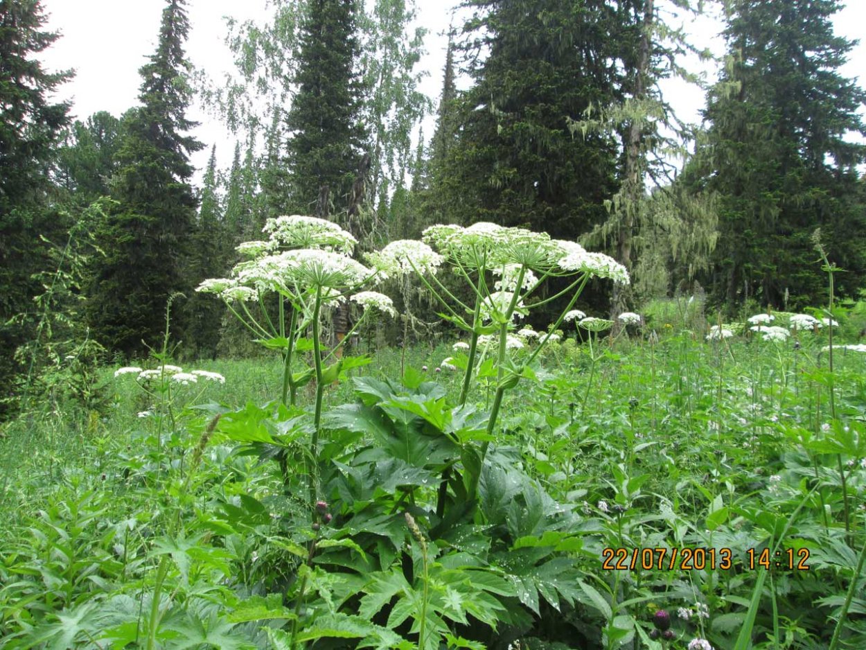 Борщевик рассеченный