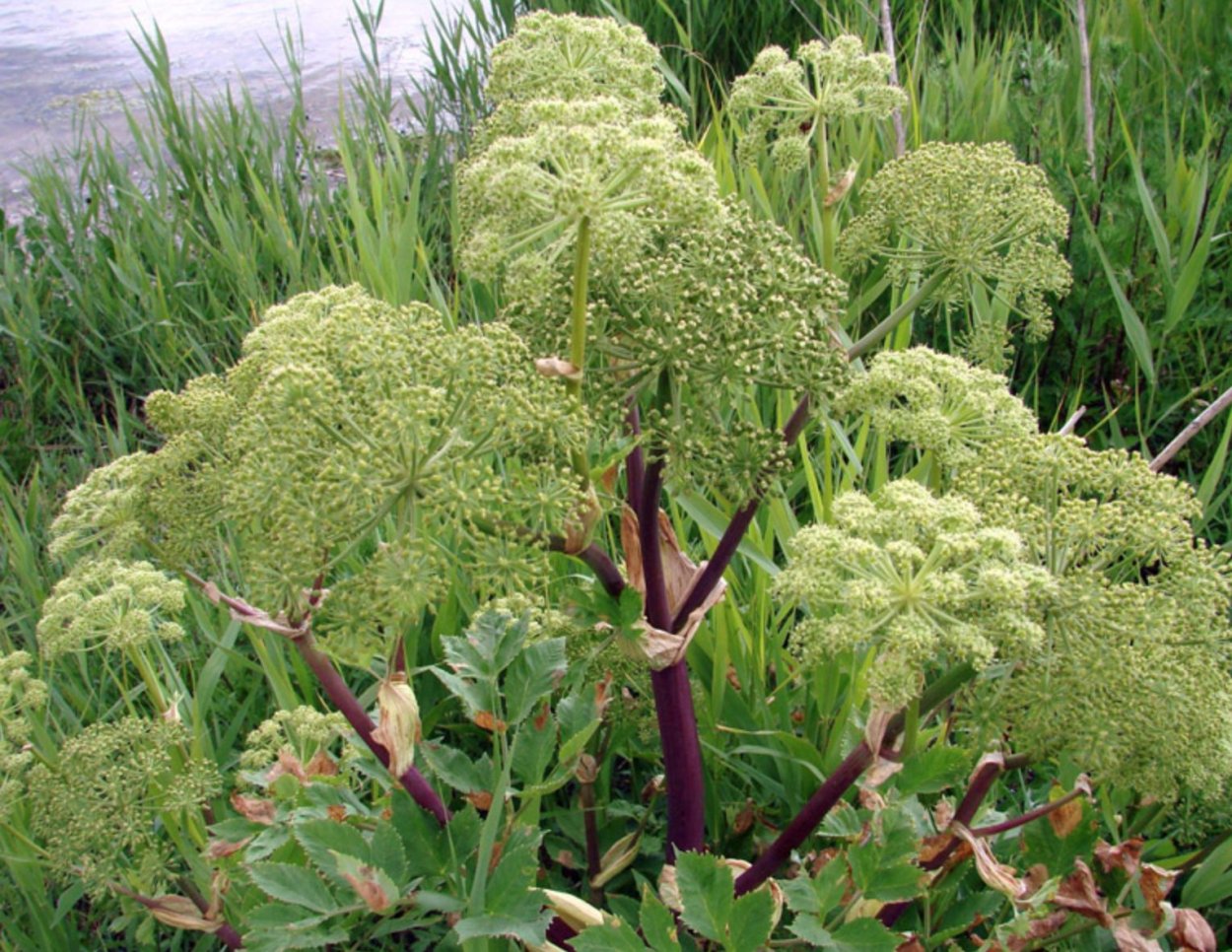Дягиль – archangelica officinalis
