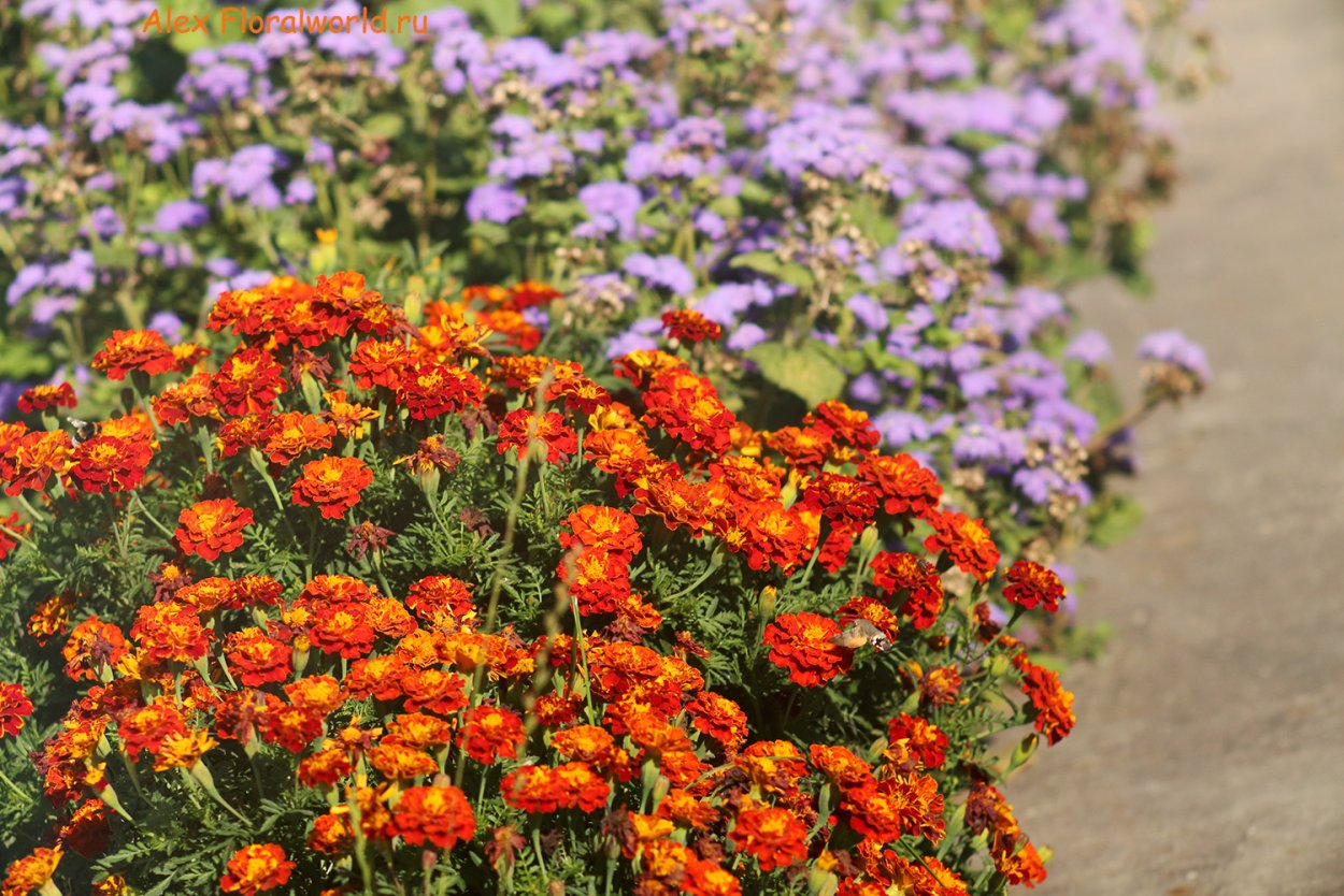 Имеретинский Шафран (бархатцы)