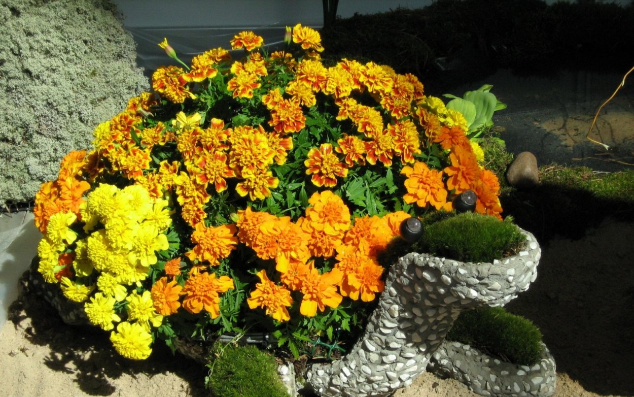 Циния бархатцы ноготки