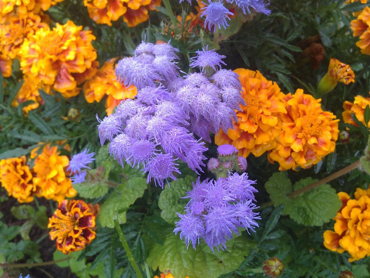 Цинерария и агератум