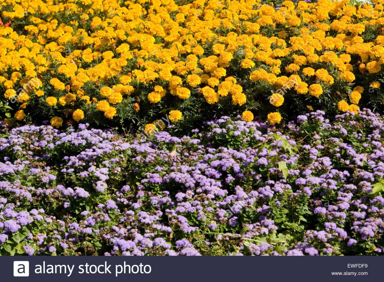 Агератум и бархатцы