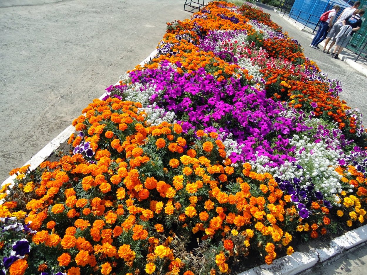 Агератум и алиссум