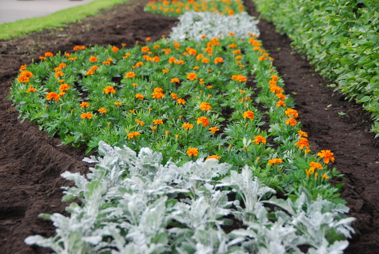 Сальвия бархатцы цинерария