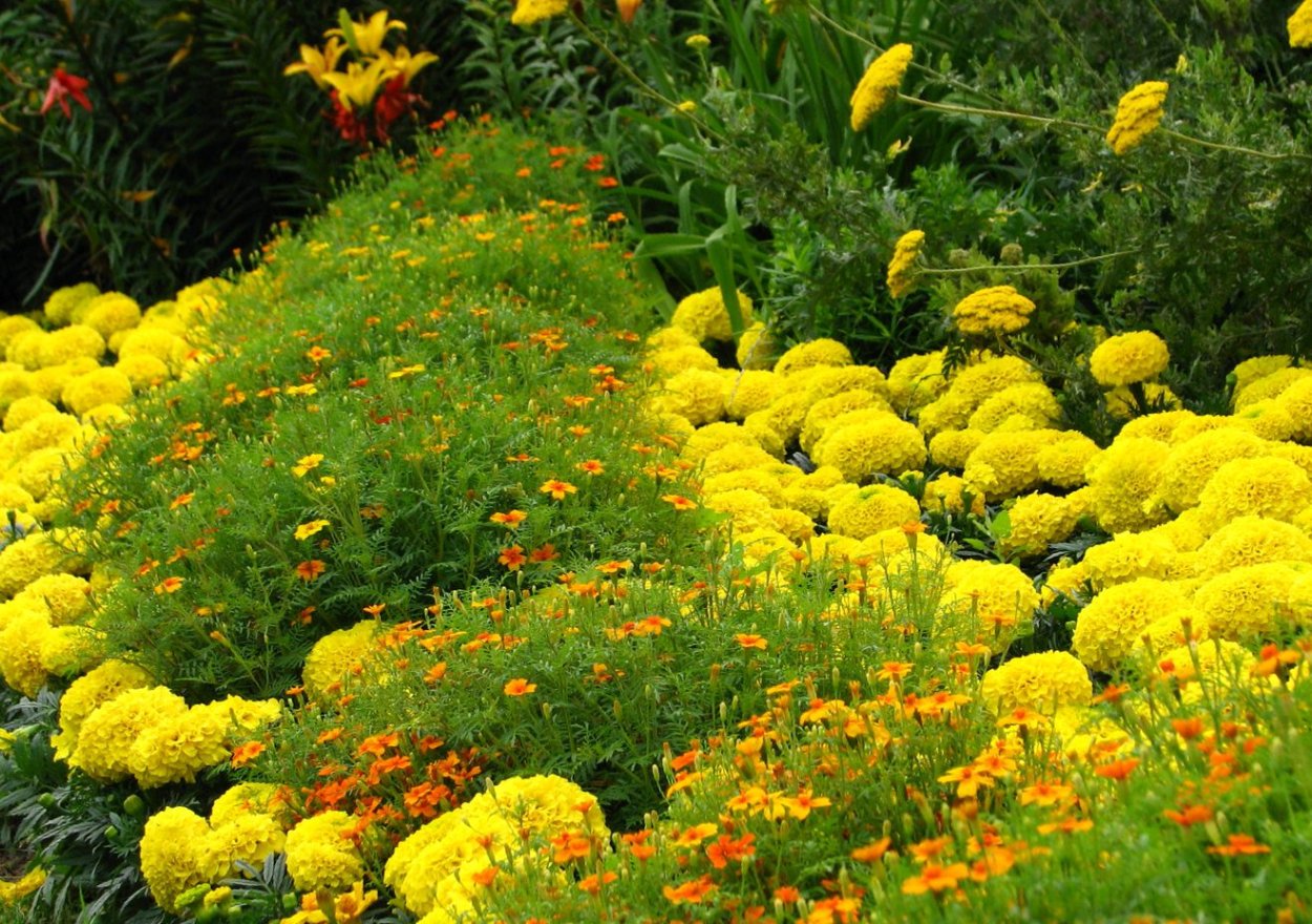 Бархатцы и календула
