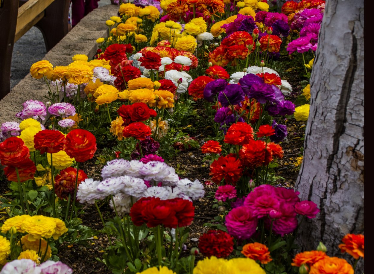 Лютик ранункулюс на клумбе