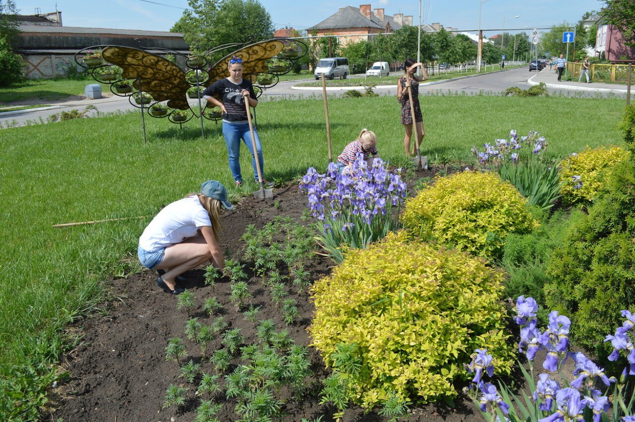 Клумбы бархатцы Сальвия цинерария