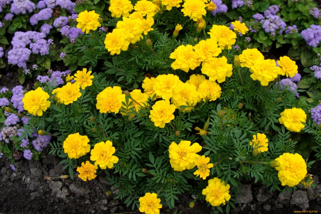 Бархатцы отклоненные лимонные