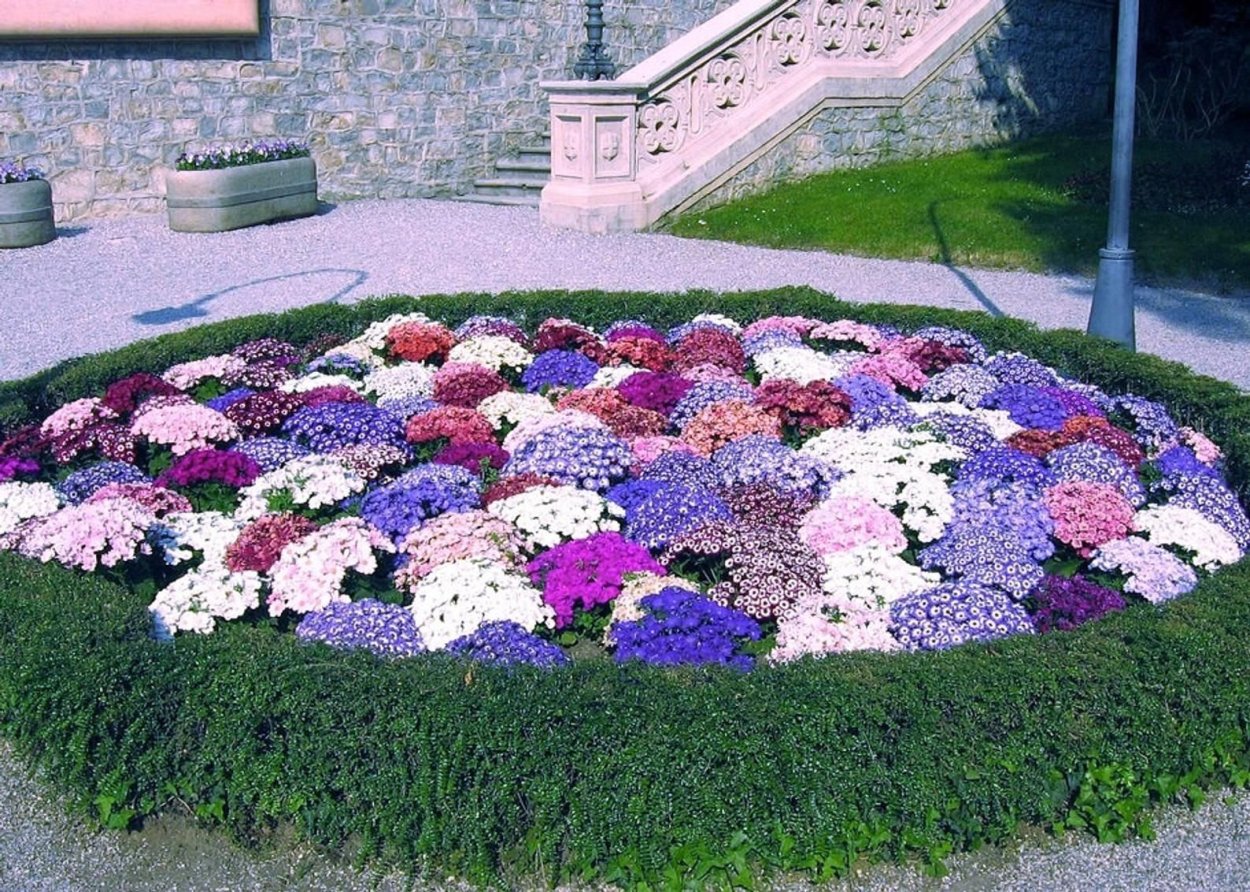 Агератум на клумбе