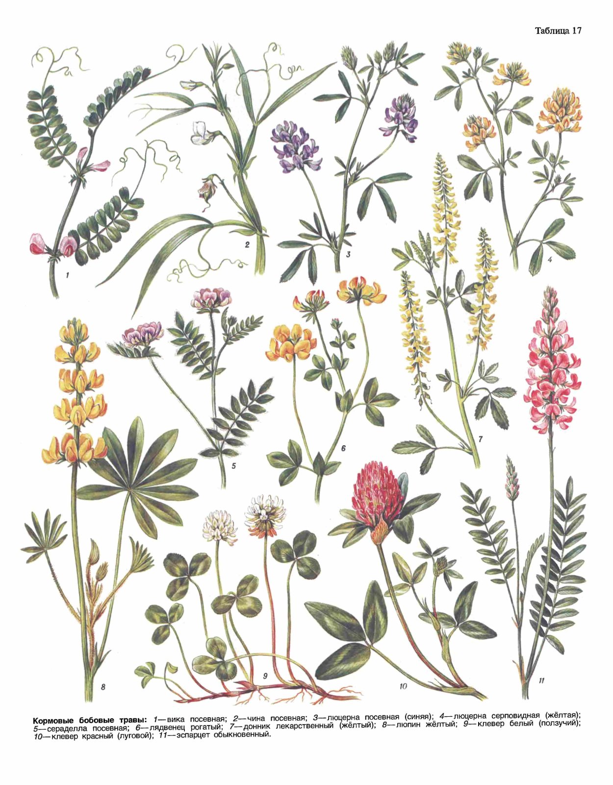 Вика, чина, донник, Клевер, люцерна