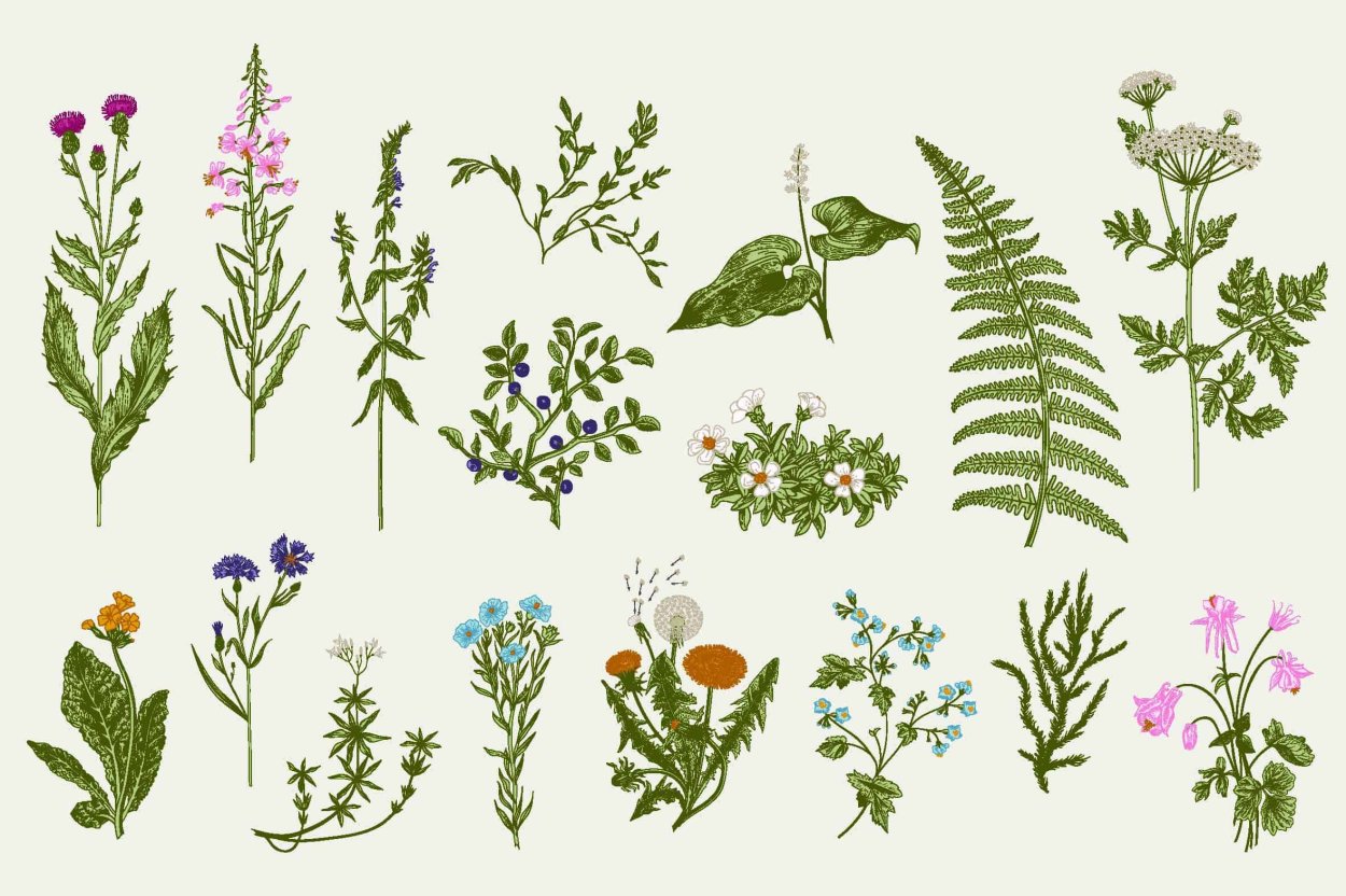 Наклейки лекарственные травы