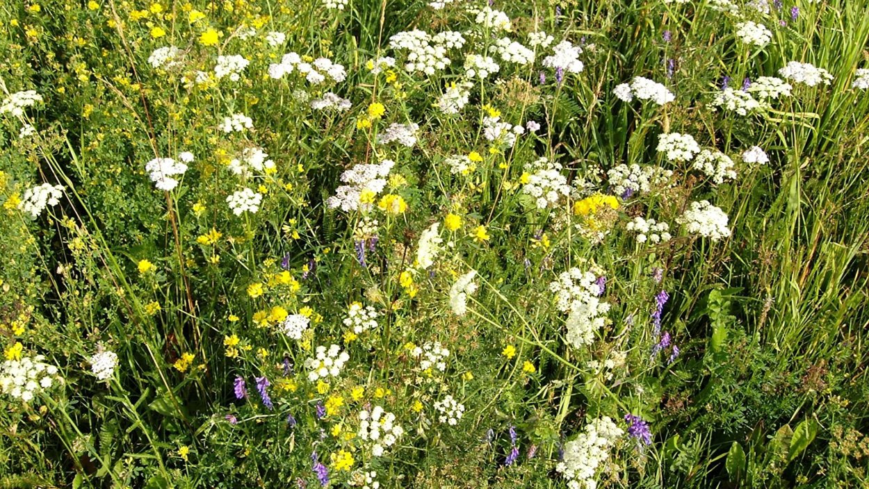 Полевые травы